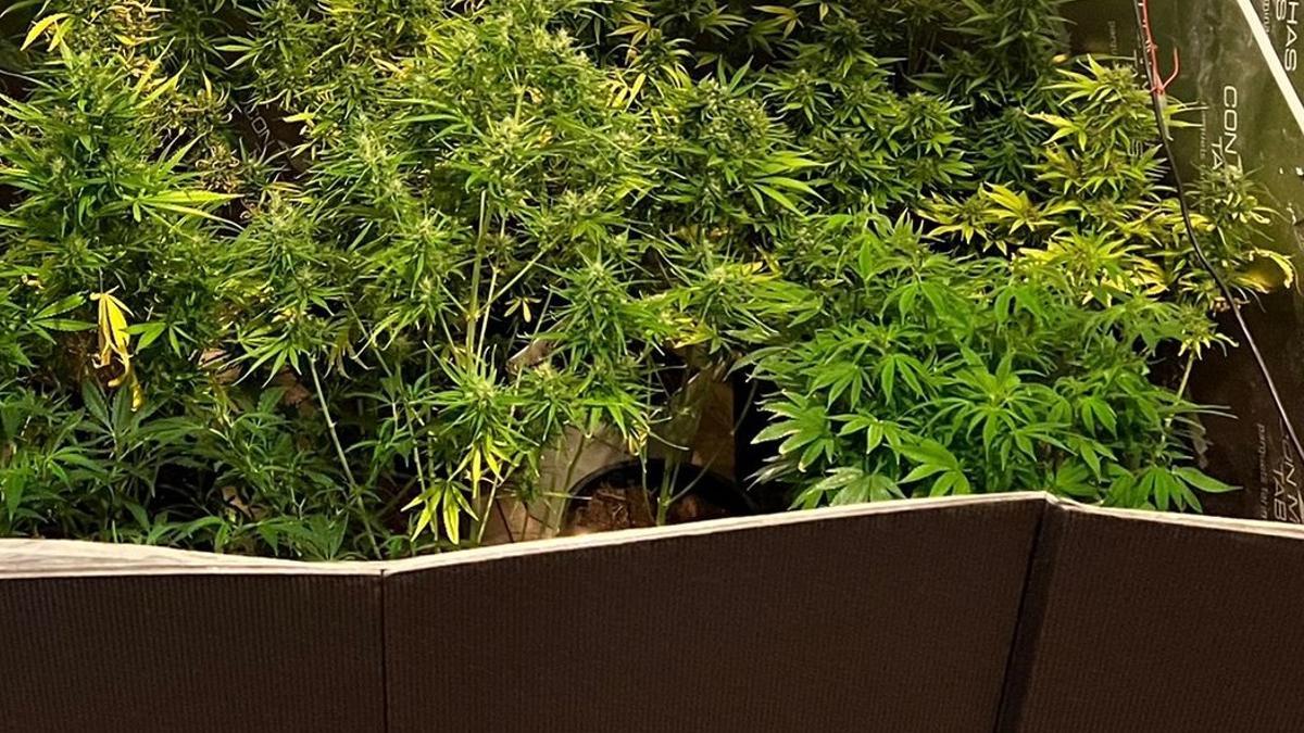 Plantas de marihuana intervenidas en una operación (archivo).