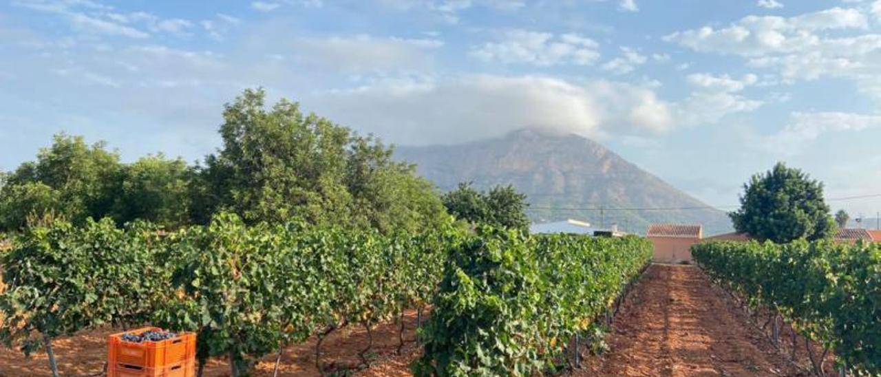 40.000 kilos de uva que nace en el valle del Montgó