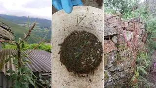 La plaga de gusanos que arrasa con la vegetación en Seroiro (Ibias) y toma el pueblo: "Se suben por todos lados, esto es imposible"