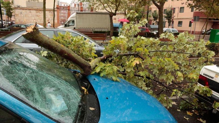 El temporal arranca cinco árboles y apaga semáforos en la capital