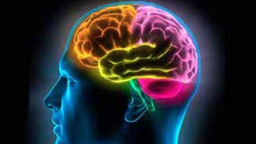 El verano es un época crítica para la salud del cerebro