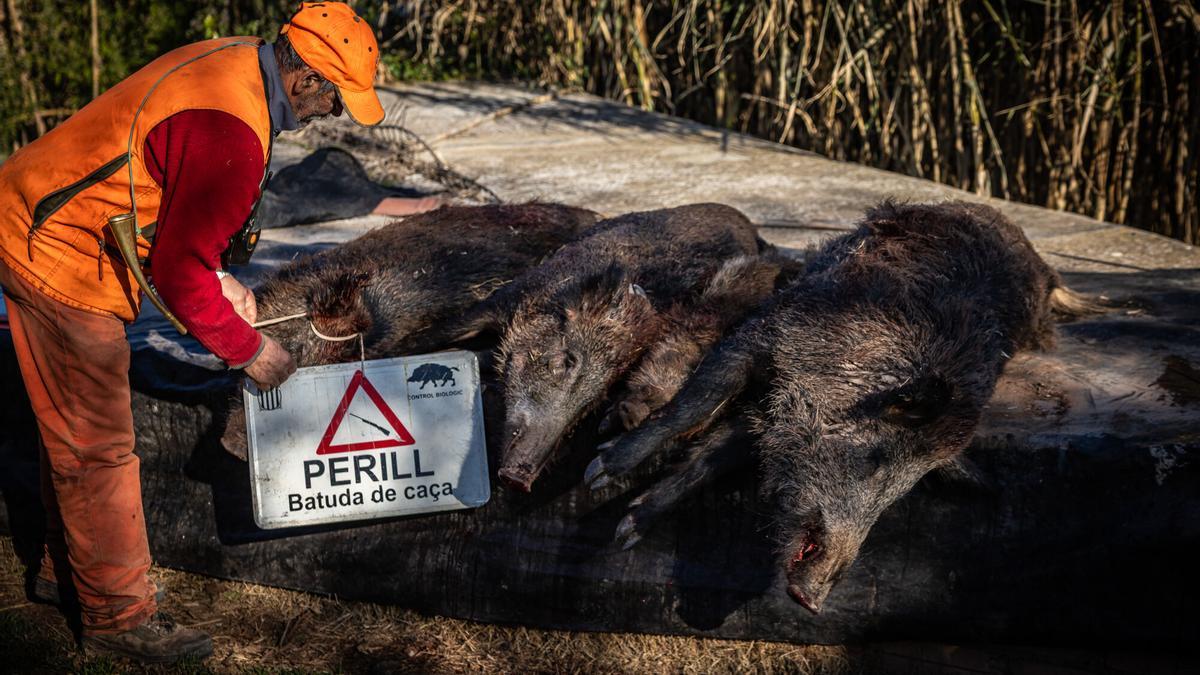 Cazadores ponen en marcha una batida de jabalís por la peste porcina africana