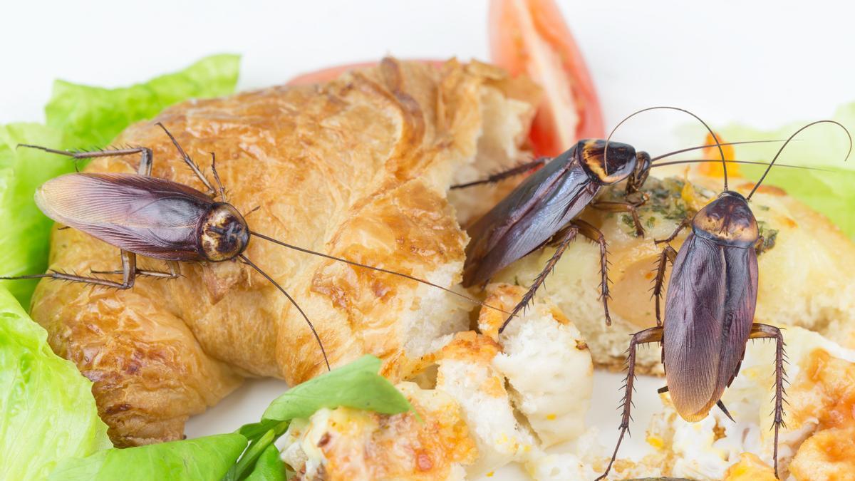 Cómo acabar con las cucarachas en tu cocina