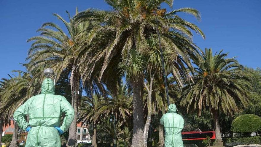 Dos operarios tratan unas palmeras en el Ayuntamiento de Cambados. // Noé Parga