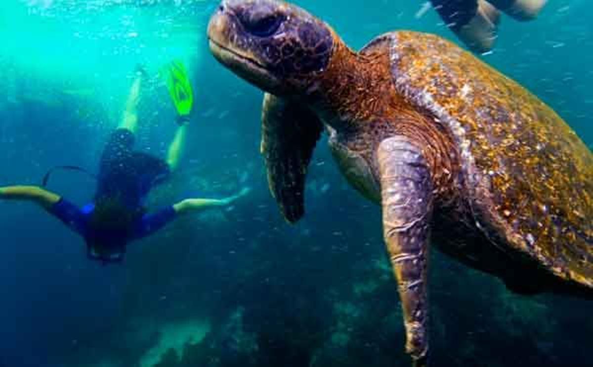 Tortuga Marina en la isla Isabella, en las Islas Galápago, en Ecuador.