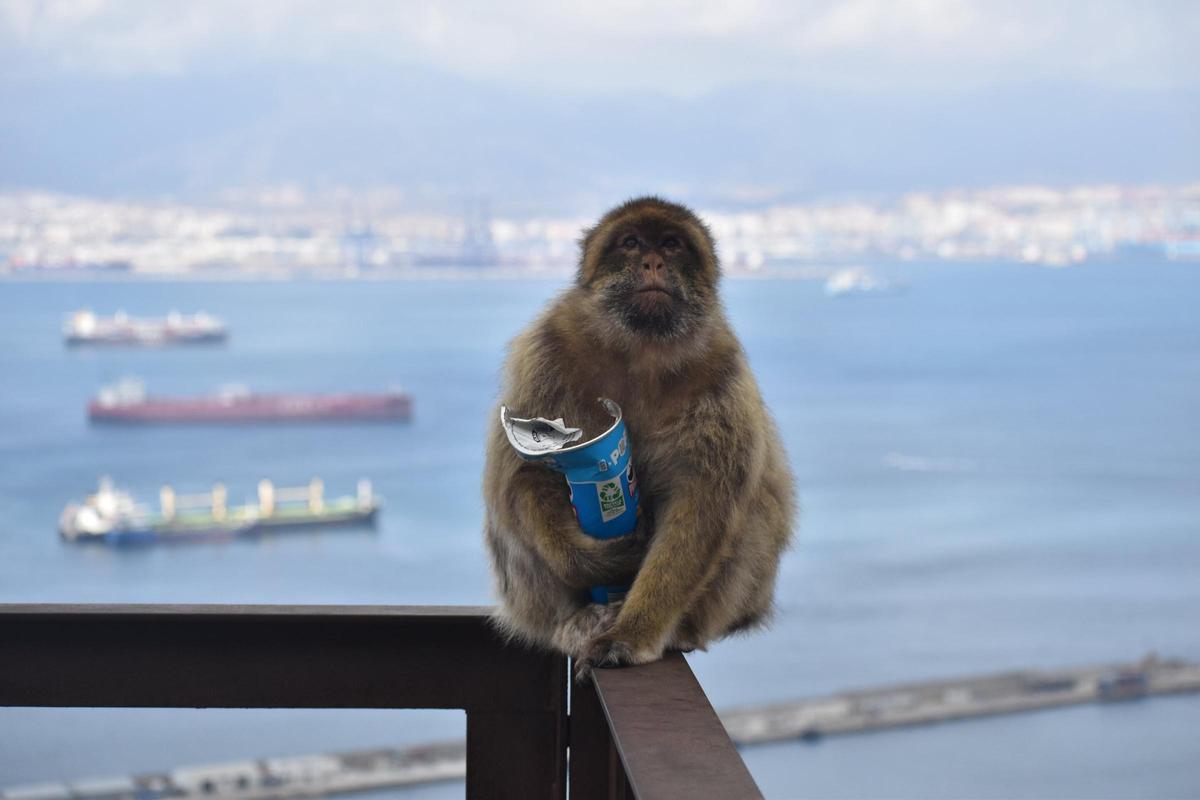 Los monos de Gibraltar son un gran atractivo turístico