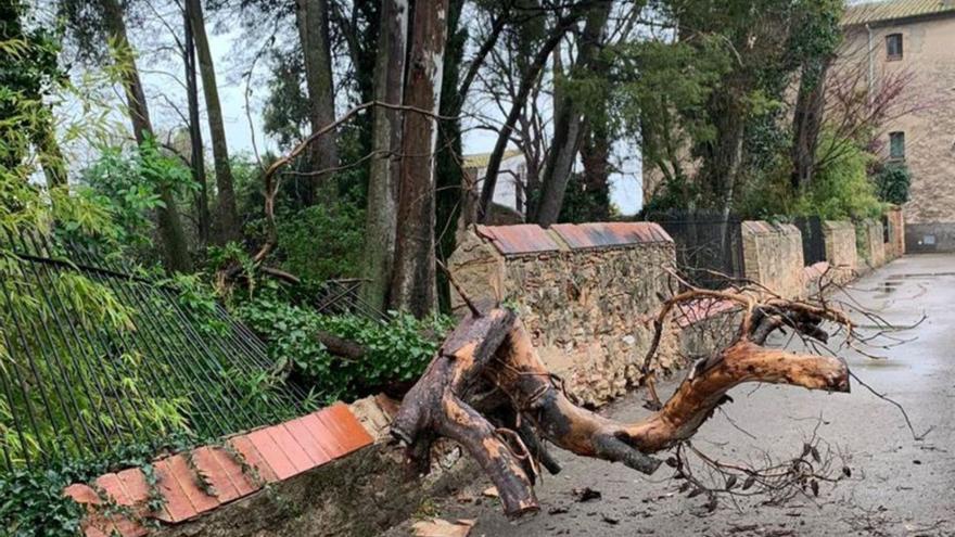 Borrassà ha de talar 29 arbres de Cal Governador pel risc de caiguda i danys