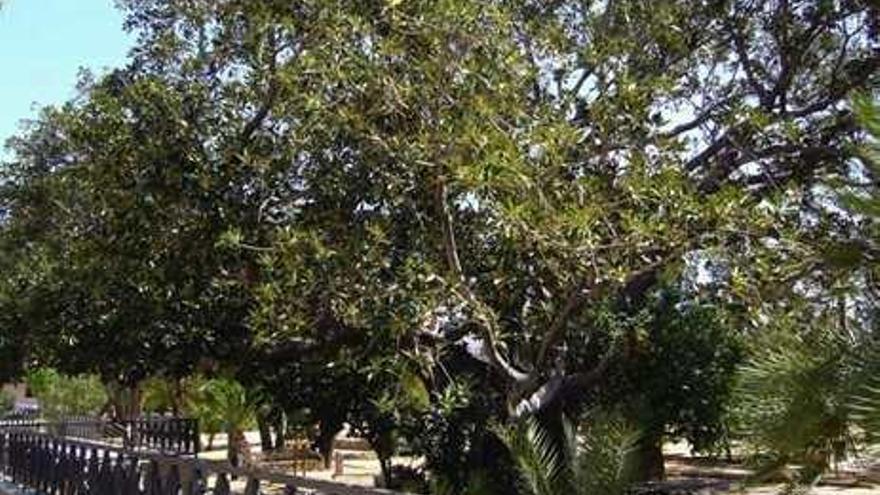 Ficus del parque Manzaneta que está incluido en la contrata.