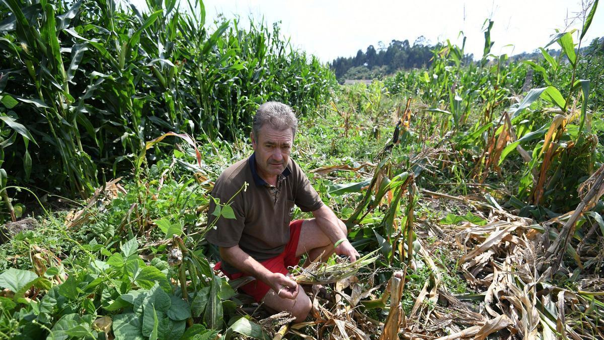 Daños causados por el jabalí en un cultivo en Xeve