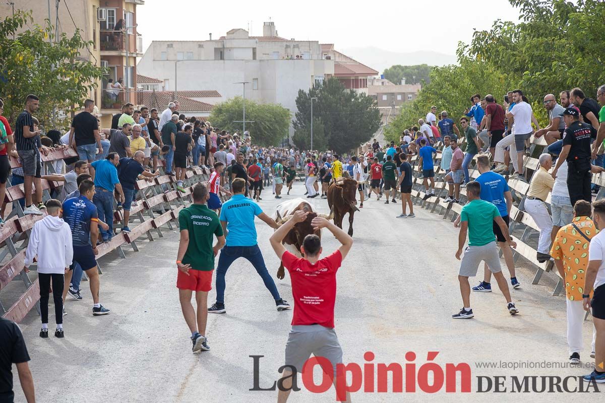 Segundo encierro de la Feria Taurina del Arroz en Calasparra