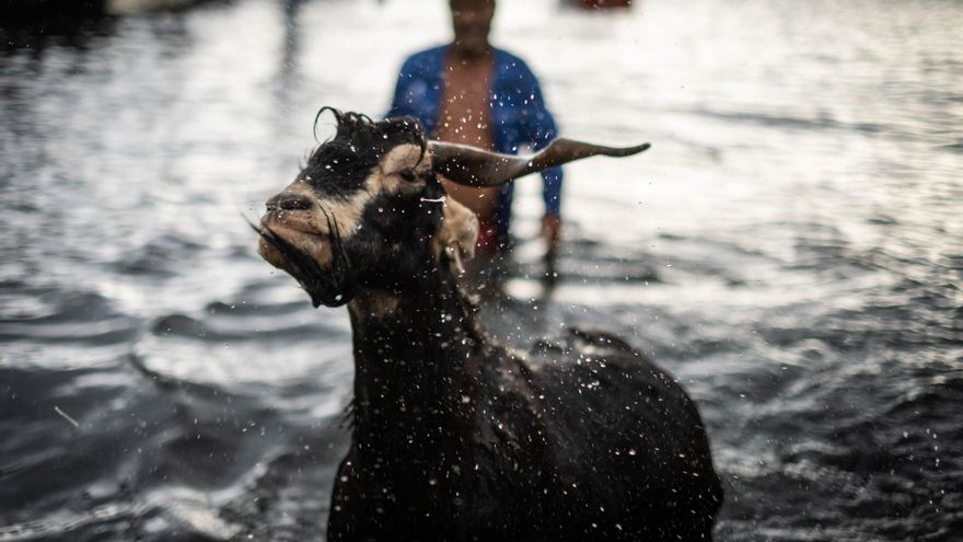 More than 400 goats bathe in the sea in Puerto de la Cruz
