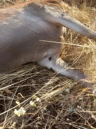 Alarma en el campo por la proliferación de garrapatas