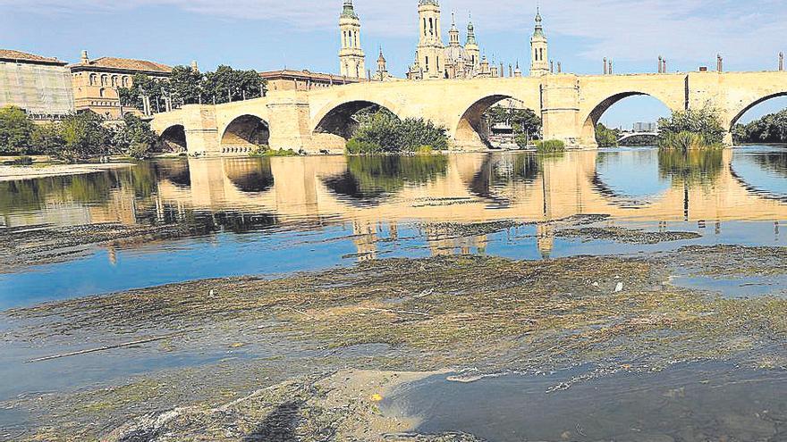 Las algas cubre gran parte del caudal del Ebro.