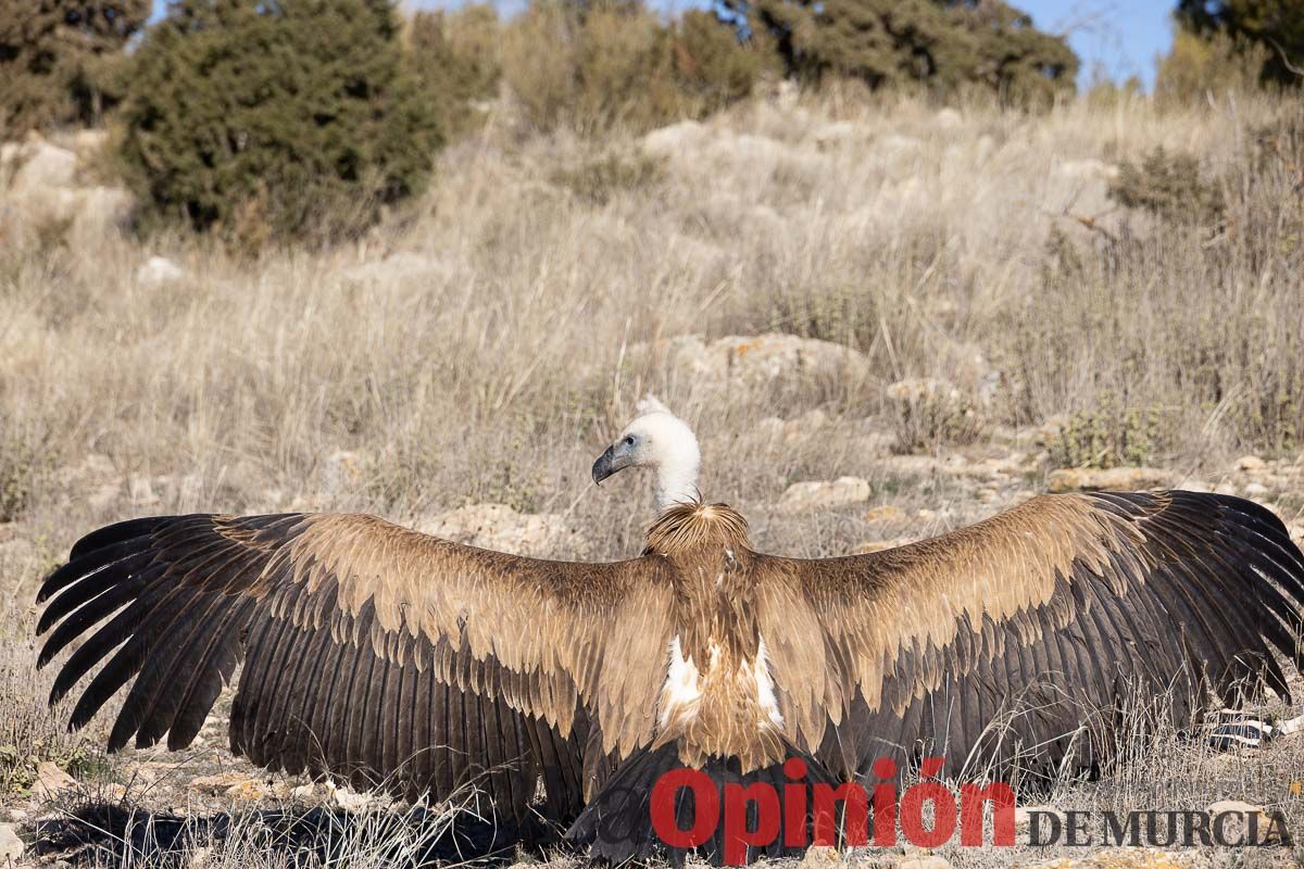 Suelta de dos buitres leonados en la Sierra de Mojantes en Caravaca