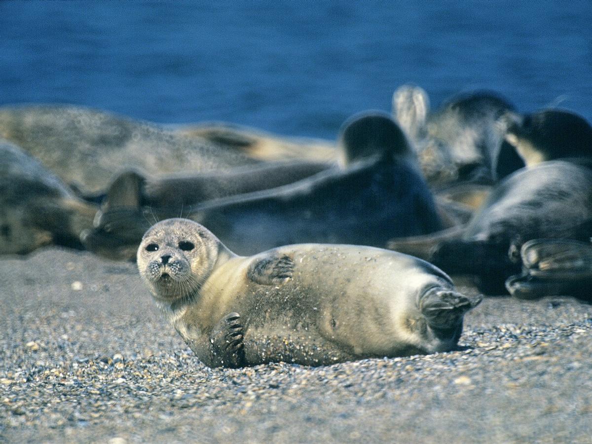 Focas en el Caspio