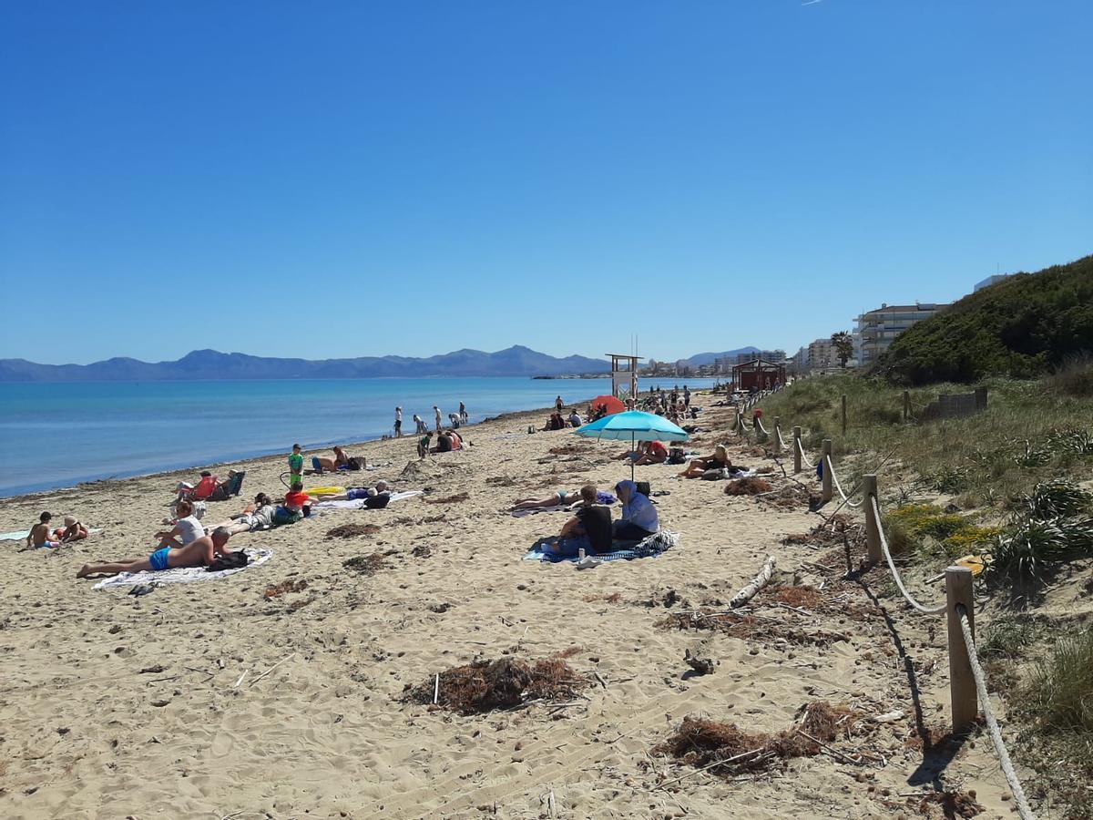 FOTOS | Mallorca se adelanta al verano: Son Bauló, en Can Picafort, se llena de bañistas