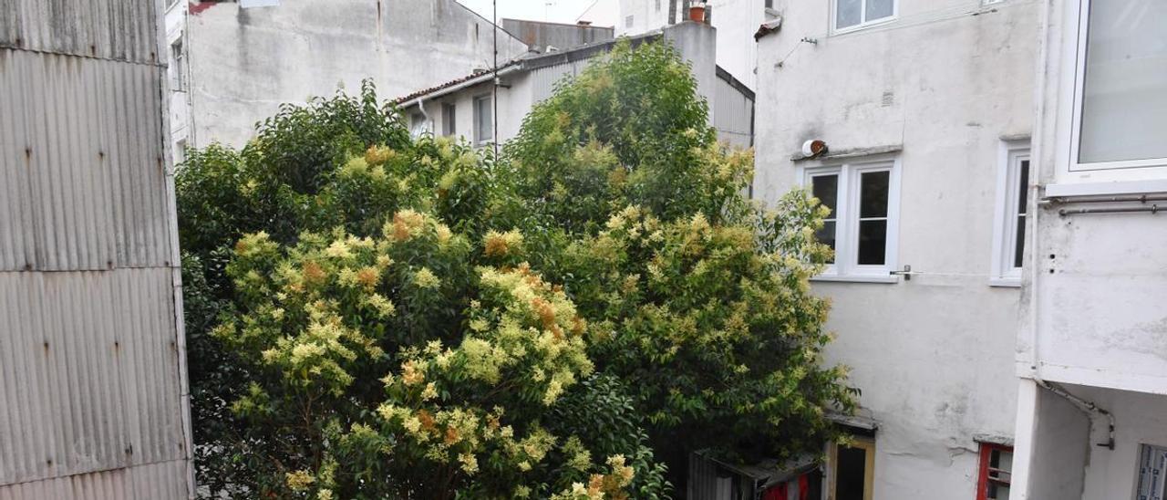 El árbol que crece en el patio trasero de la calle Salgado Somoza, en Zalaeta.  |