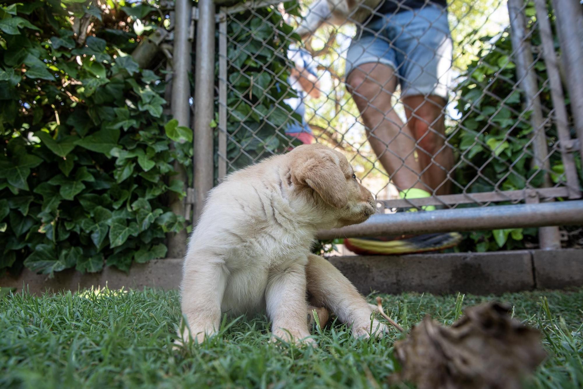 Residències canines: Goscan de Fonollosa
