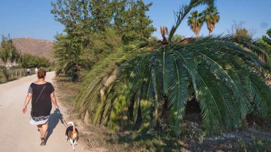 Palmera con picudo en el cauce del río Segura a su paso por Orihuela.