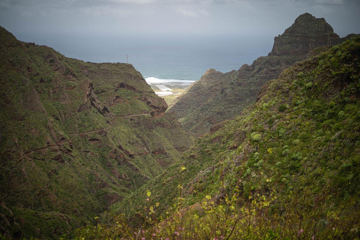 Tenerife vaciada: Bejía, en La Laguna