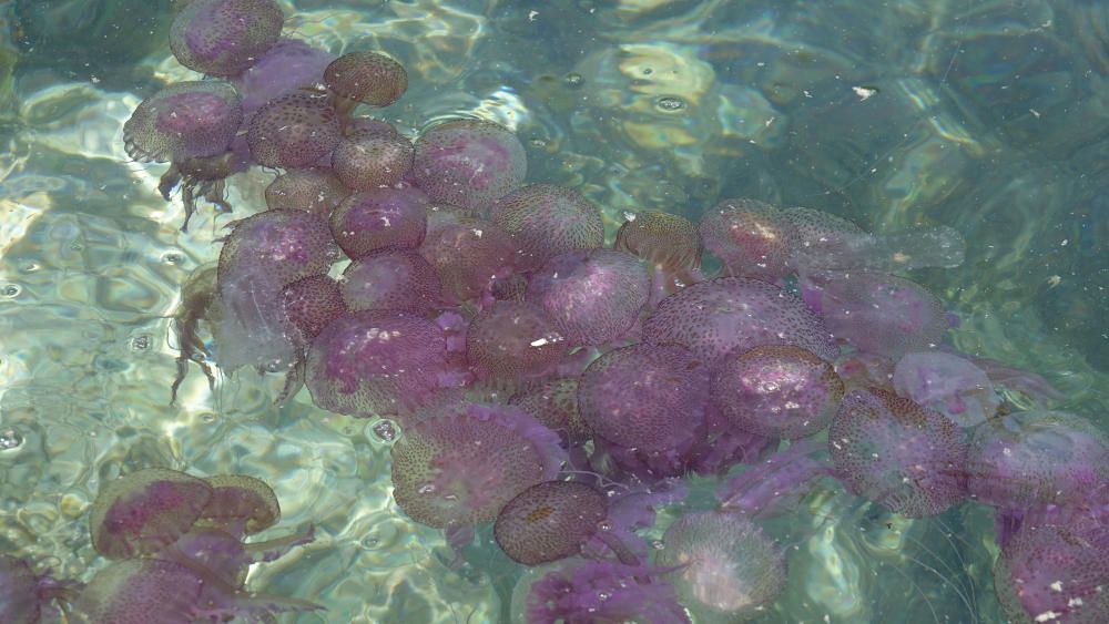 Las medusas invaden la costa de Cala Vinyes