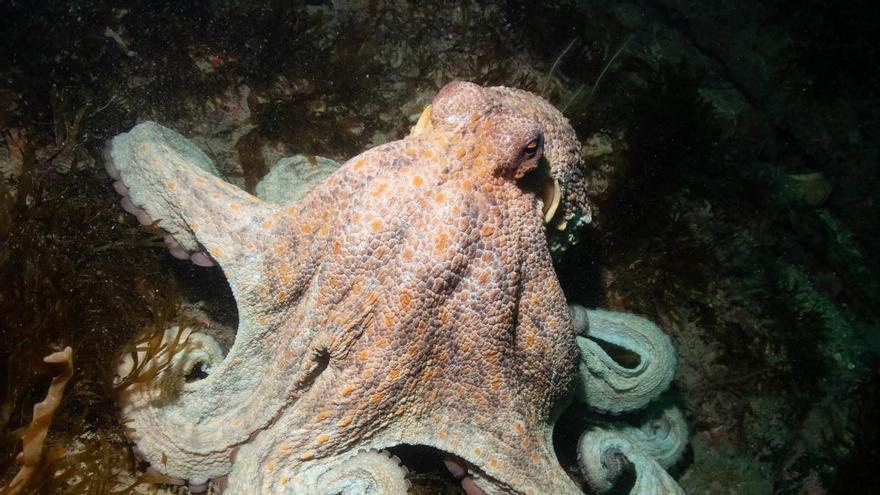 Reino Unido activa su plan de gestión del pulpo para explotar la «plaga» a escala industrial: sus lonjas facturan ya más de 1 millón de euros por día