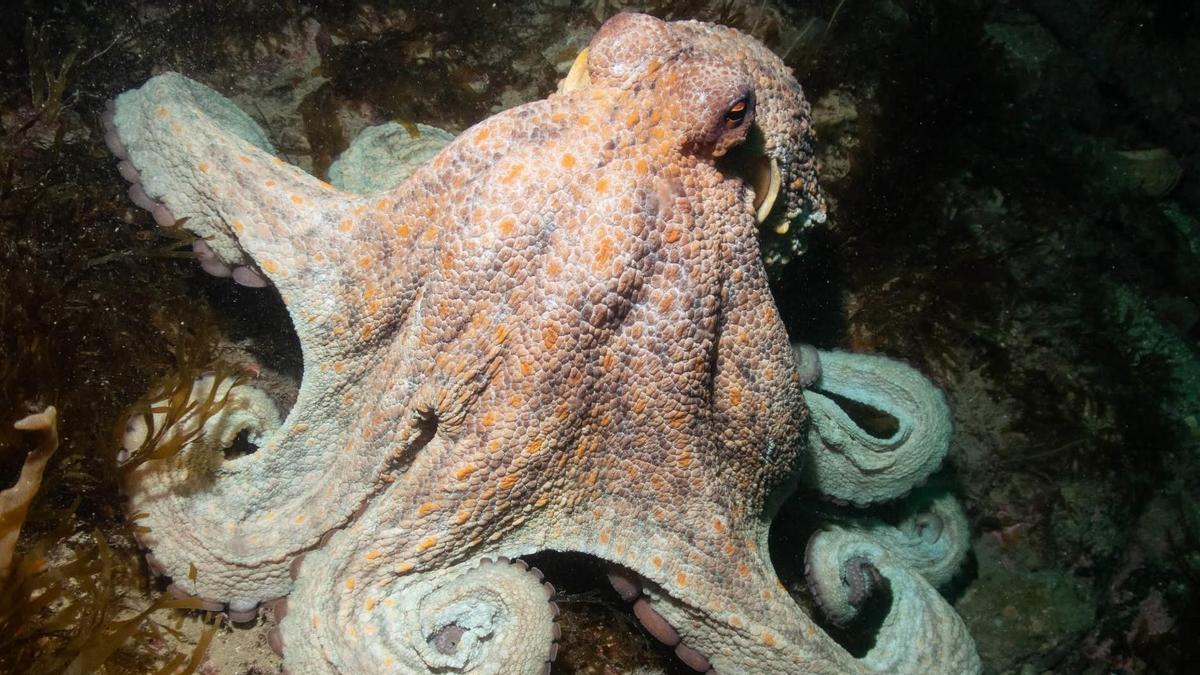 Reino Unido activa su plan de gestión del pulpo para explotar la «plaga» a escala industrial: sus lonjas facturan ya más de 1 millón de euros por día