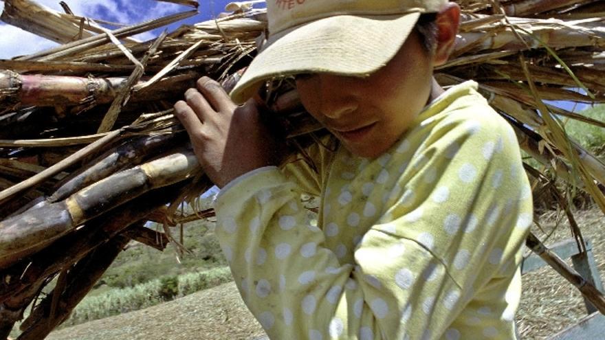 El niño Paúl Tenesaca transporta caña de azúcar para ser molida en el trapiche de una hacienda del valle andino de Yunguilla, cerca a la ciudad de Cuenca, al sur de Ecuador para la elaboración del &quot;guarapo&quot; (zumo de caña), que sirve de base para la producción de aguardiente y panela