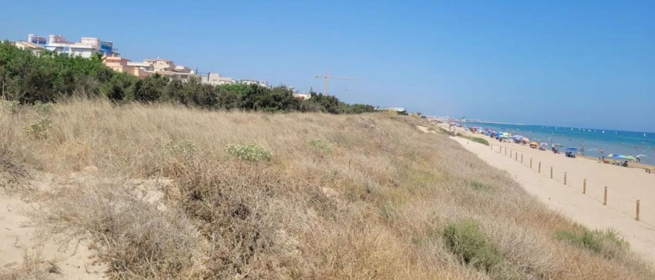 Los «muntanyars» o dunas de la playa de Oliva, que es un espacio protegido, en un tramo donde se construiría la pasarela.                                       | LEVANTE-EMV