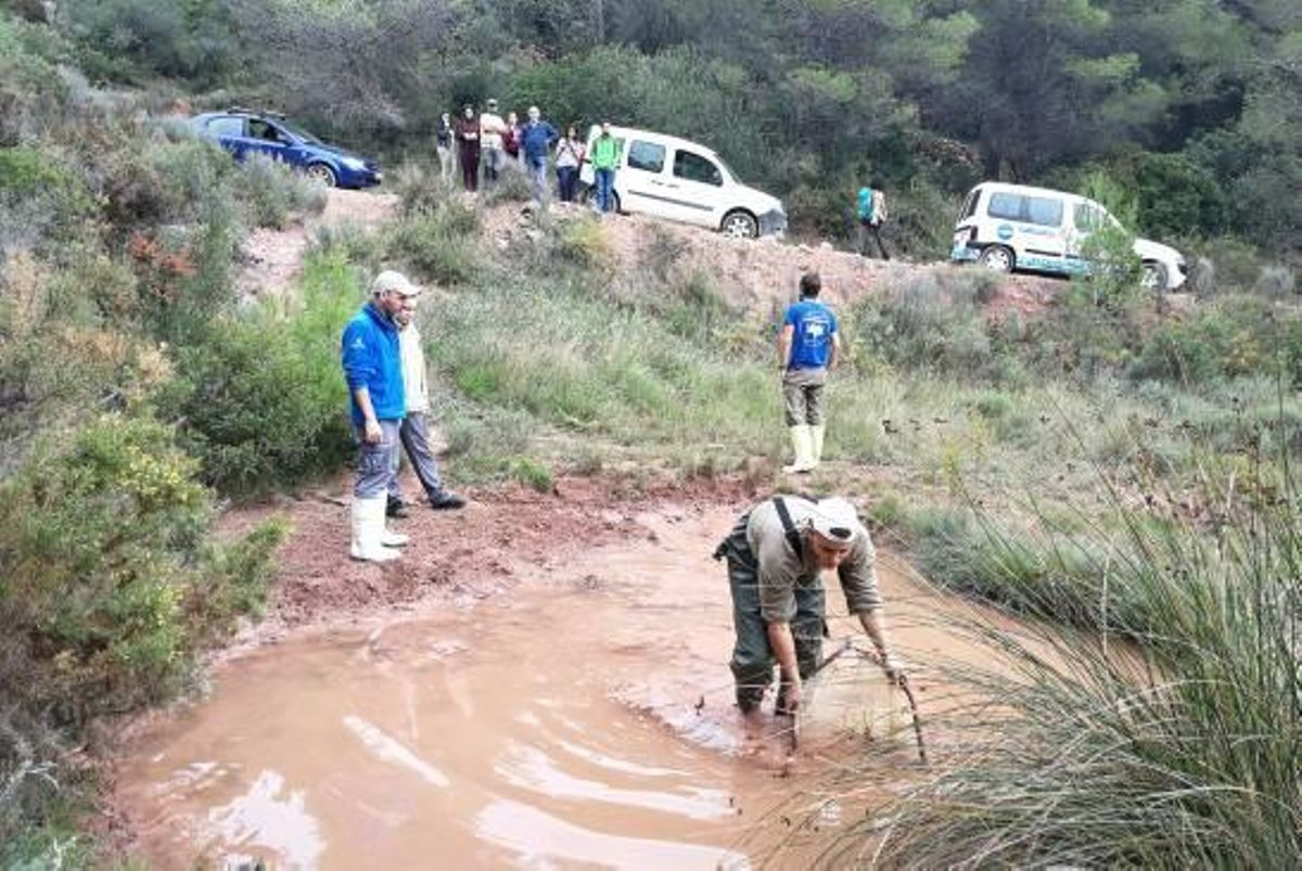 Continua la lluita per a salvar l'ofegabous