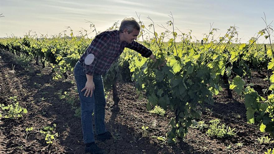 La sequía pone en jaque al sector vitivinícola del Mediterráneo