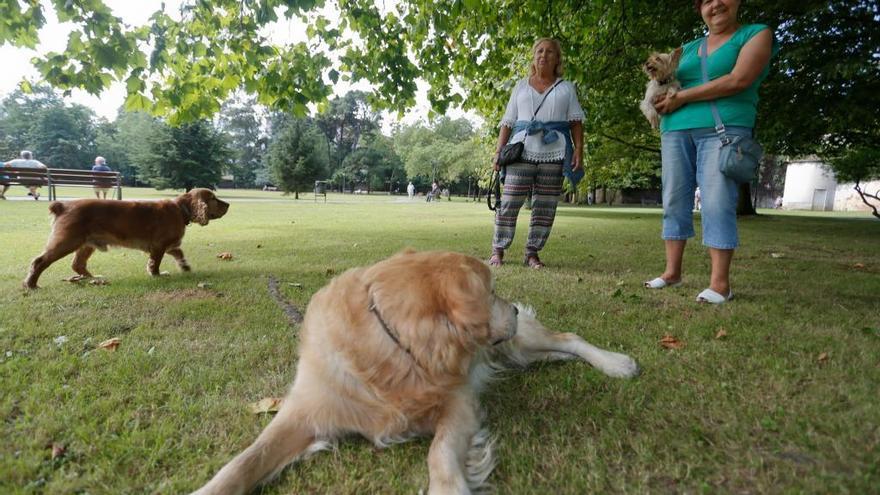 Perros en el parque de Ferrera