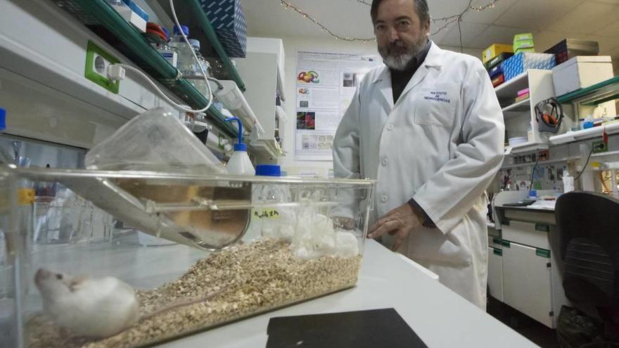 Salvador Martínez es uno de los investigadores principales del Instituto de Neurociencias.