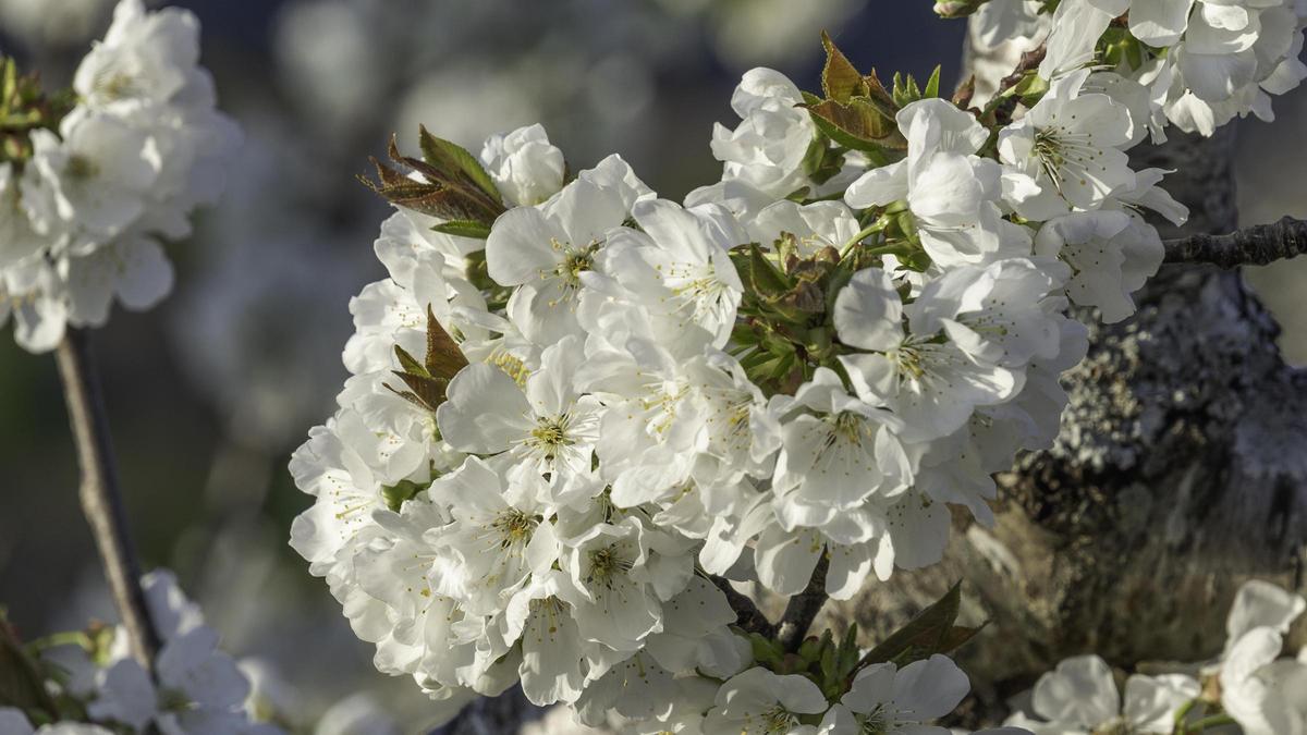 Fotogalería | El sol y la subida de temperaturas favorece la floración de los cerezos del Jerte