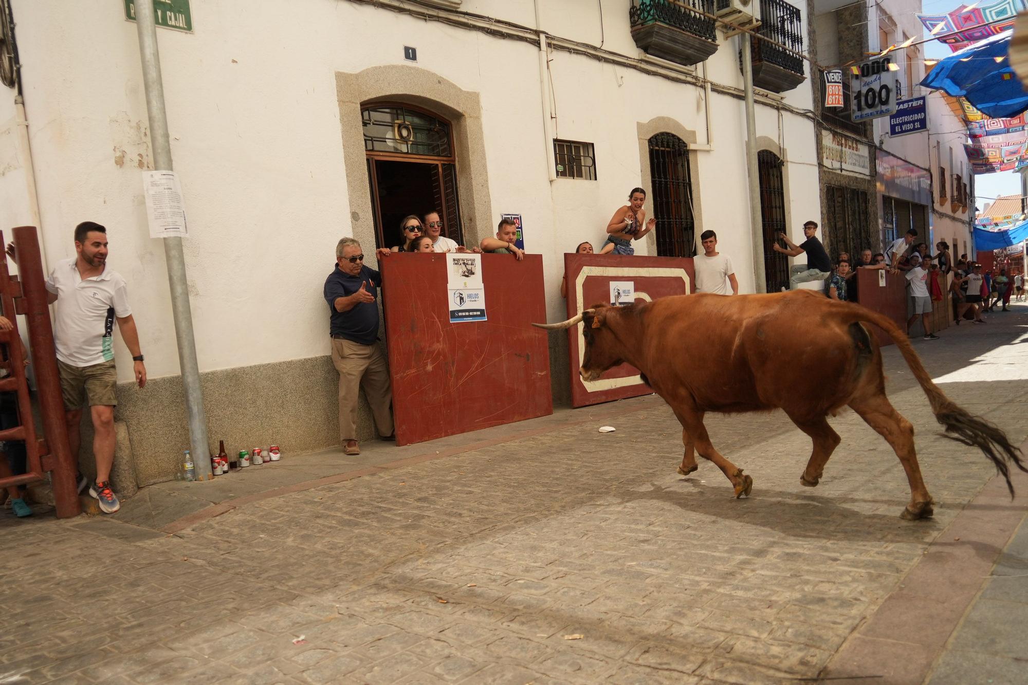 Las vaquillas de El Viso vuelven a correr las calles del pueblo