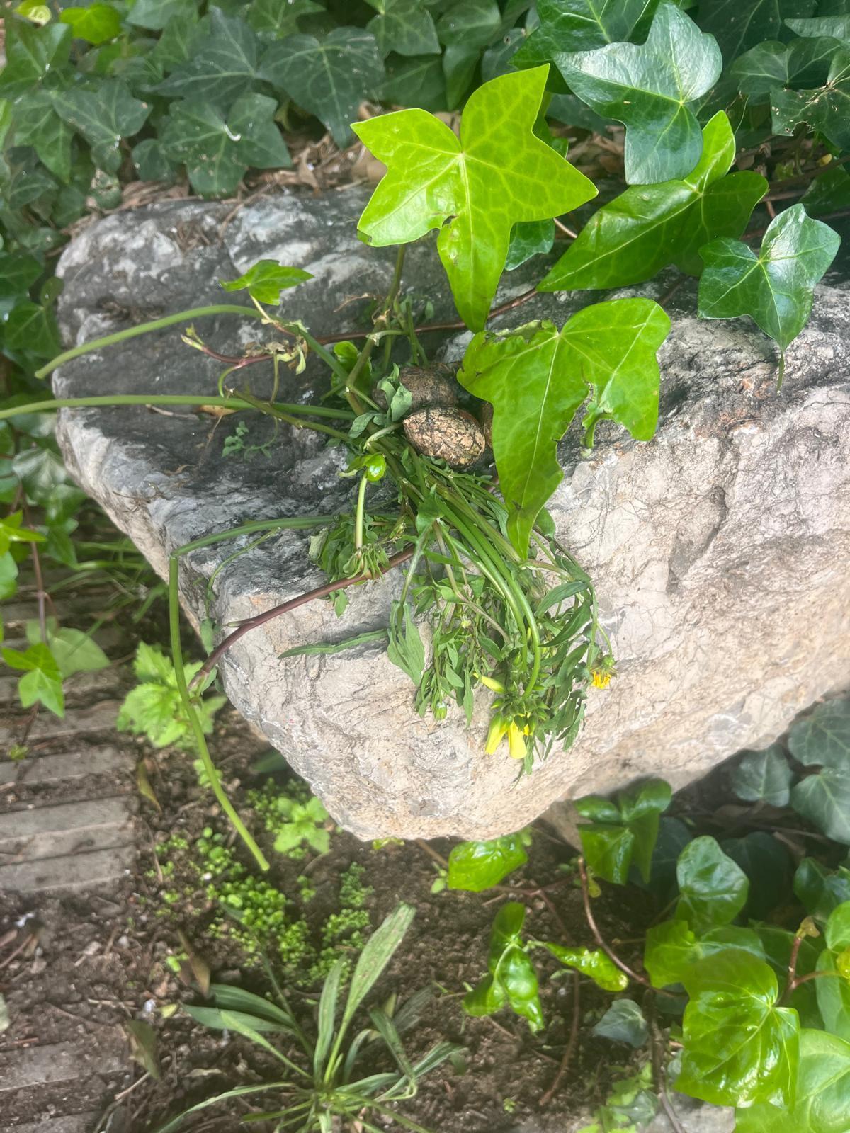 Imatge de la roca on van passar els fets.