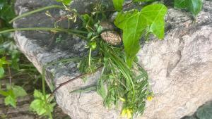 Imagen de la roca en la que pasaron los hechos