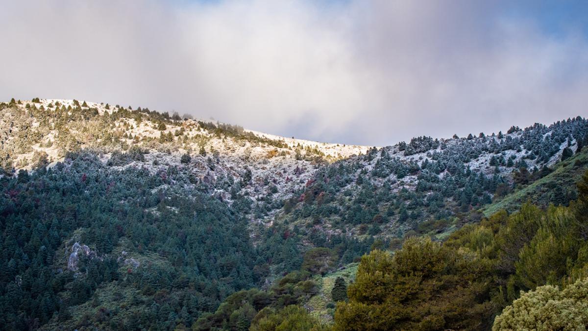 Primera nevada de este invierno en la Sierra de las Nieves.