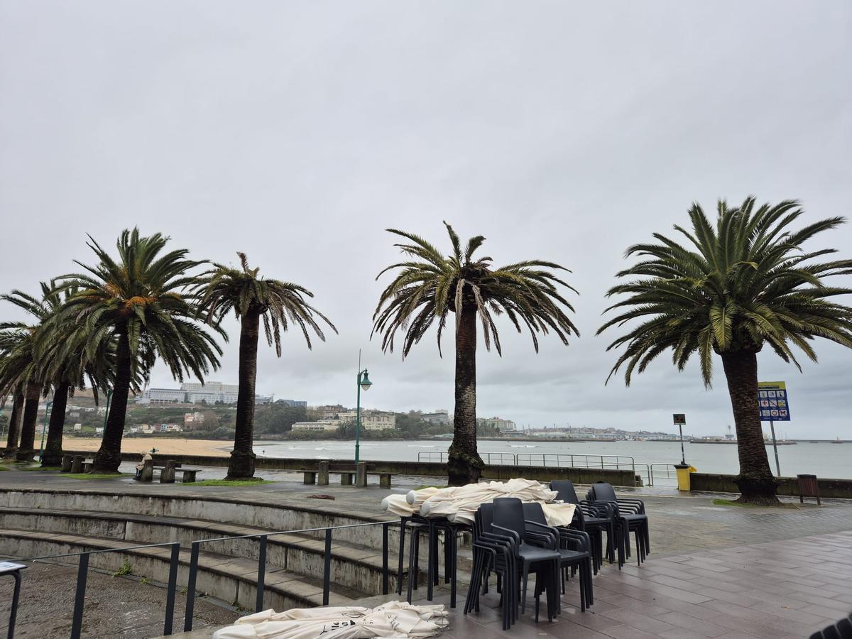 Palmeras con síntomas de afectación por el picudo rojo en Santa Cristina (Oleiros).
