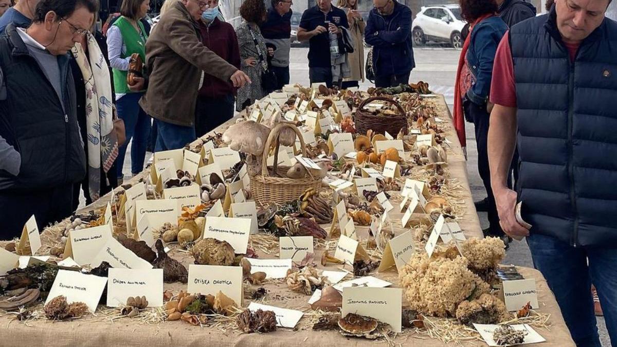 Exaltación del Cogomelo de Teixeiro con más de 130 piezas  | L.O.