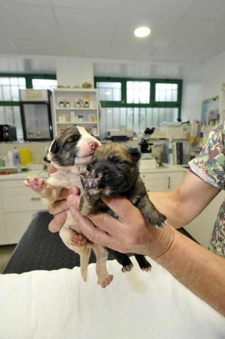 Los dos cachorros supervivientes de Lena