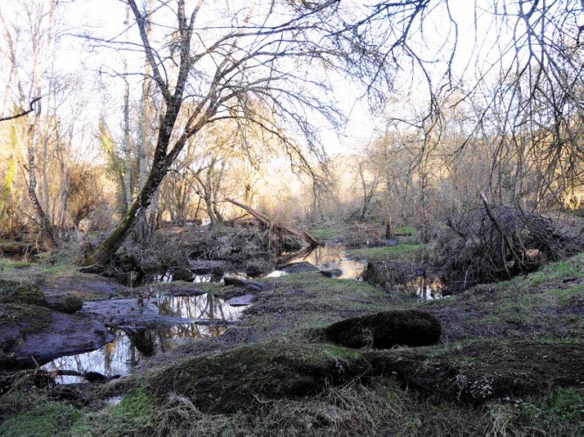 Bosque da Fervenza, en Lugo.