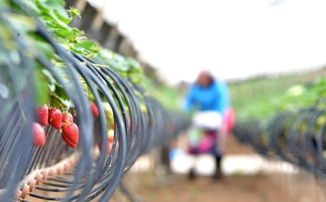 FRESAS VALSEQUILLO