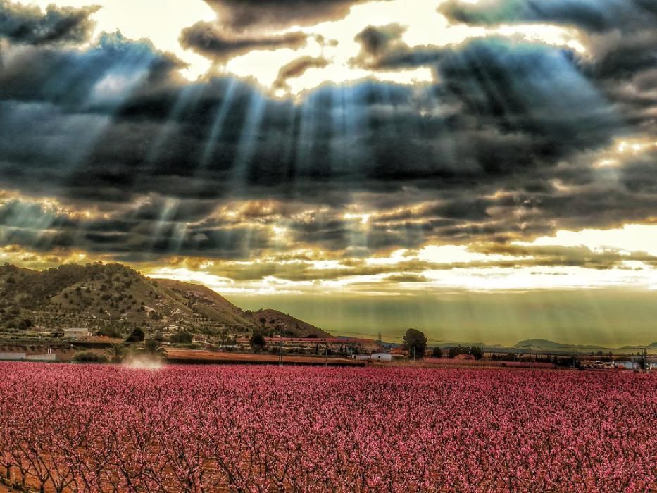 Y llegó la Floración, un manto de colores