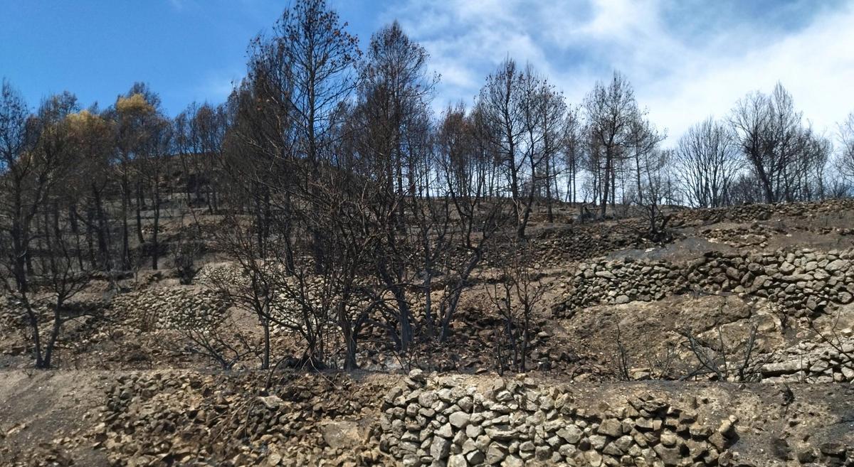 Pinos carbonizados en la Vall d'Alcalà