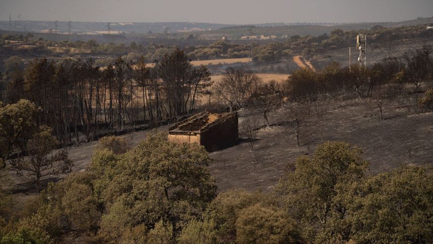 Zona quemada en el incendio de Losacio, en Zamora.