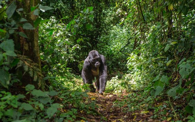 Gorila en Uganda