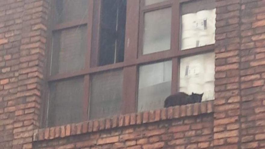 Rescatan a un gato que pasó casi ocho horas &quot;atrapado&quot; en una ventana de Gijón