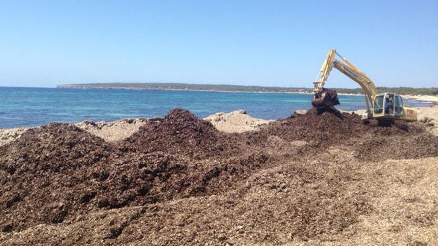 Las excavadoras retiran los restos de posidonia