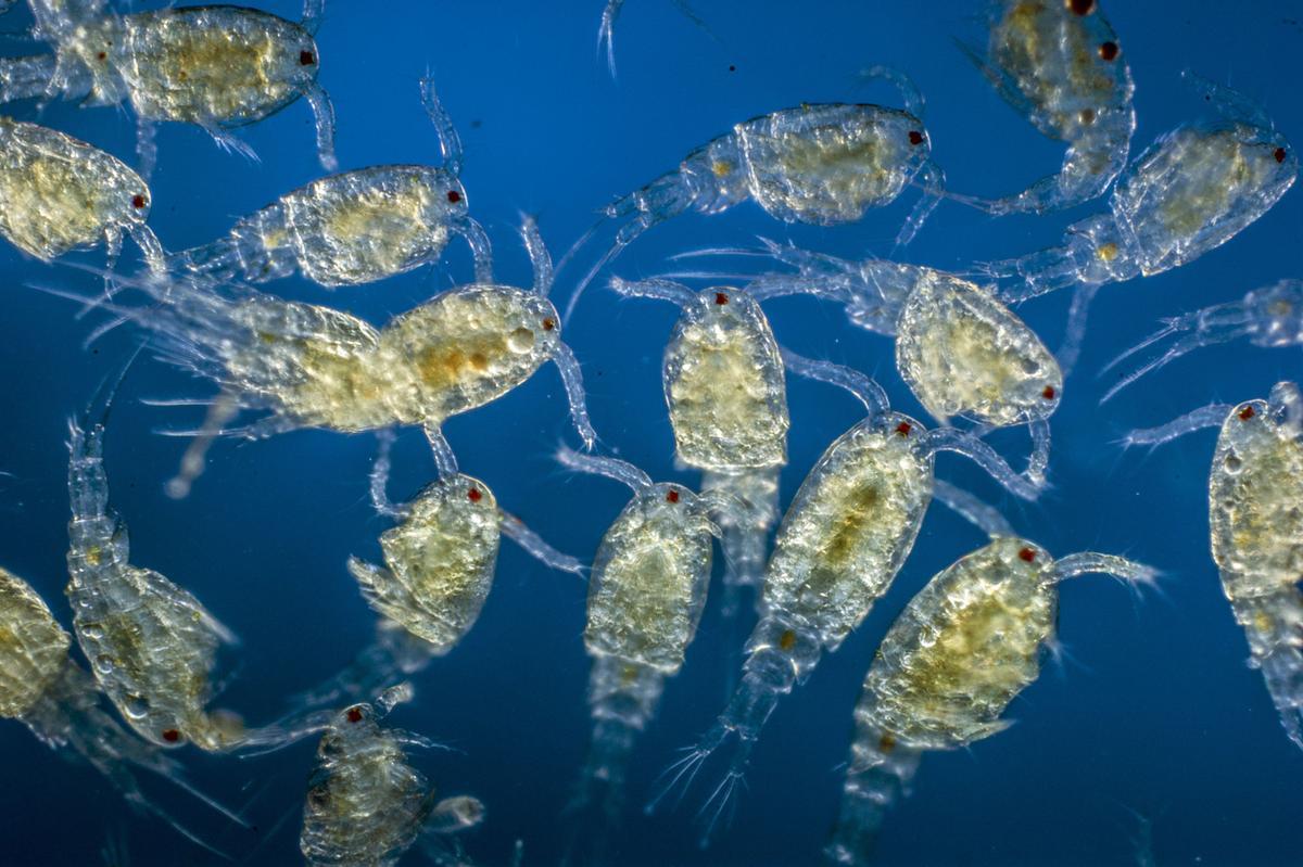 Imagen de zooplancton